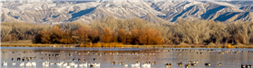 Winter geese on Confluence Lake by Kim Clemens